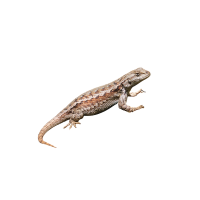Eastern Fence Lizard