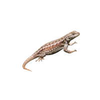 Fence lizard