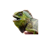 Forest dragon | Types of Lizards with Names