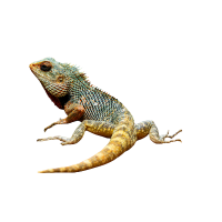 Forest Spiny Lizard