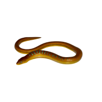 Glass lizard | Types of Lizards with Names