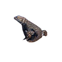 Granite Night Lizard