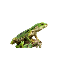 Green Rock Lizard