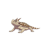 Horned lizard