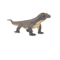 Komodo dragon | Types of Lizards with Names