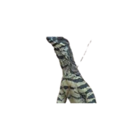 Lace Lizard | Types of Lizards with Names