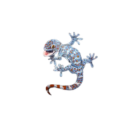 Painted Rock Lizard | Types of Lizards with Names