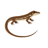 Plated lizard