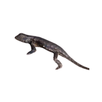 Prairie Lizard | Types of Lizards with Names