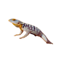 Rock Lizard | Types of Lizards with Names