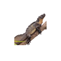 Sailfin dragon | Types of Lizards with Names