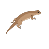 Sand lizard | Types of Lizards with Names