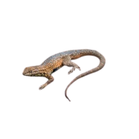 Side-blotched lizard