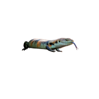 Skink Lizard | Types of Lizards with Names