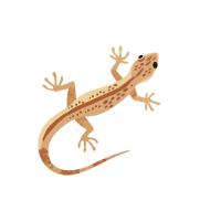 Spiny lizard | Types of Lizards with Names