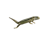 Stone Lizard | Types of Lizards with Names