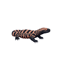 Tree lizard | Types of Lizards with Names