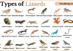 Types of Lizards with Names in English with Pictures
