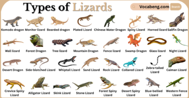 Types of Lizards with Names in English with Pictures