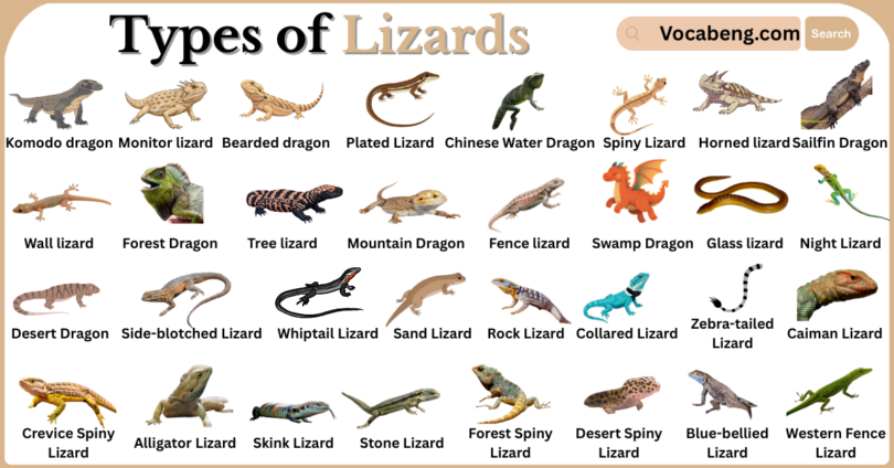 Types of Lizards with Names in English with Pictures