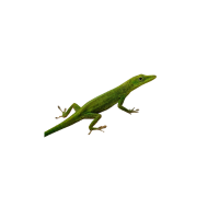 Western Fence Lizard | Types of Lizards with Names