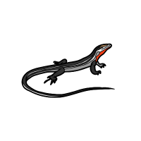 Whiptail lizard | Types of Lizards with Names