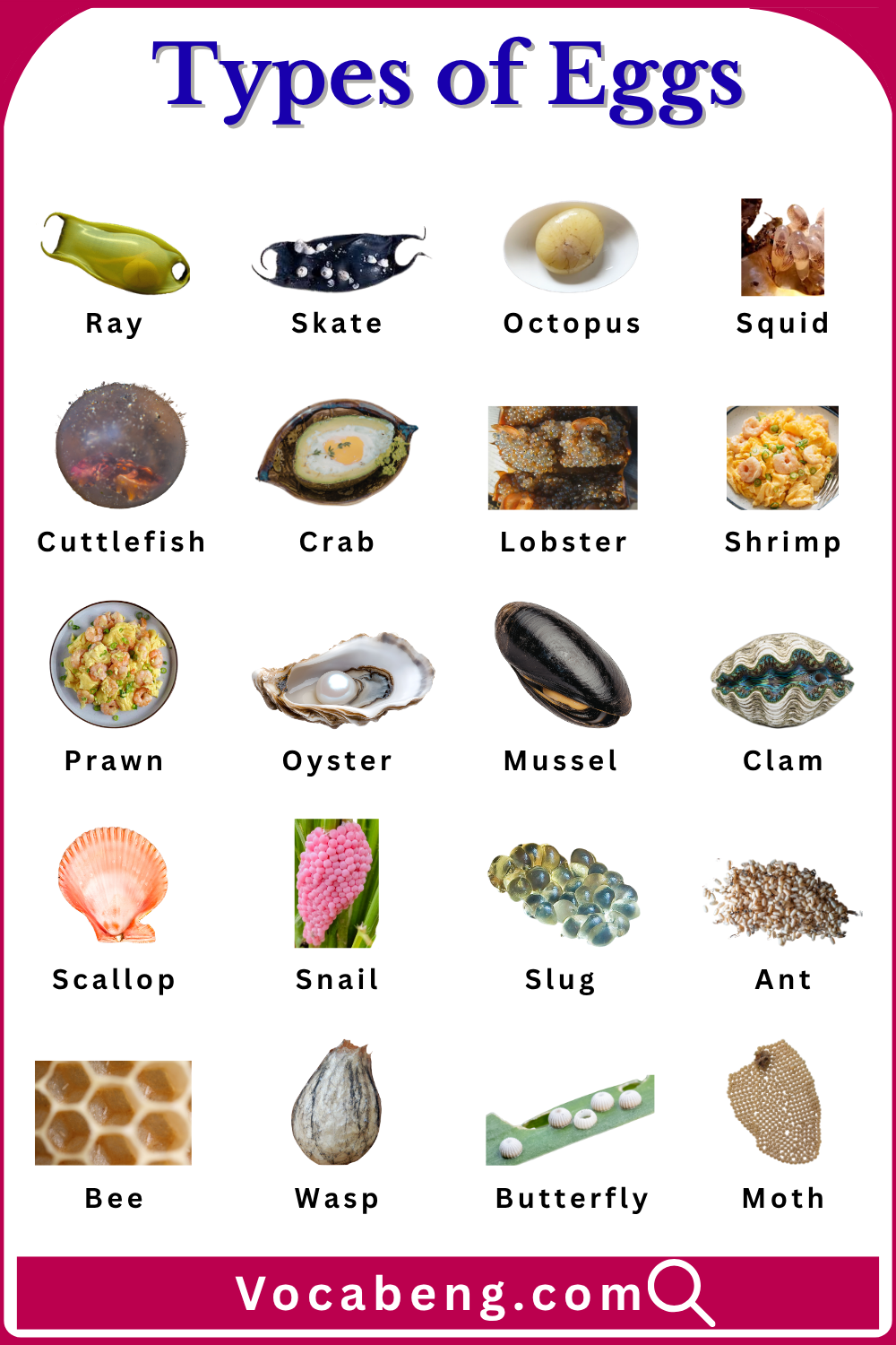 20 Varieties of Eggs Name with their Pictures