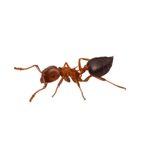 Acrobat Ant | Different Types of Ants and their Names