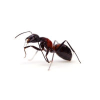 Aggressive Ant
