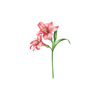 Alstroemeria | Types of Flowers with Names