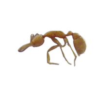 Ancient Ant | Different Types of Ants and their Names