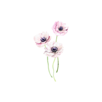 Anemone | Types of Flowers with Names