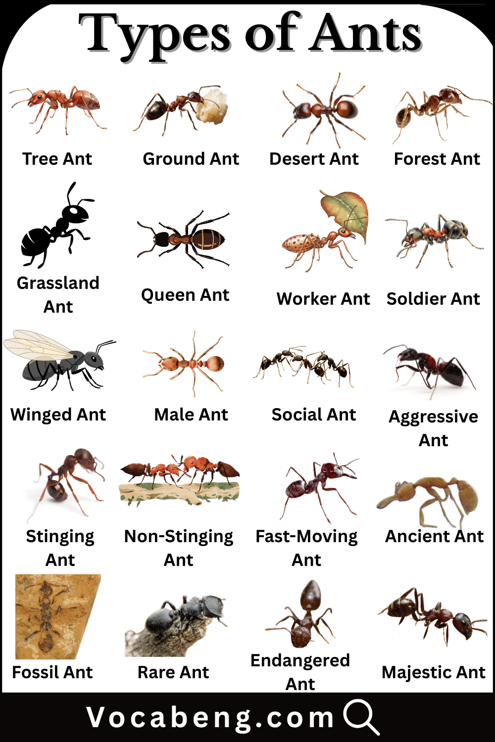 Ants Breeds Names in English with their Images