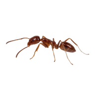 Argentine Ant