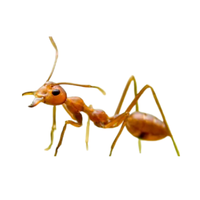 Army Ant | Different Types of Ants and their Names