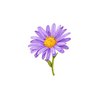 Aster | Types of Flowers with Names