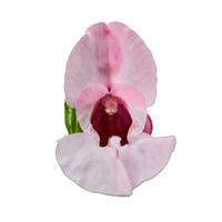 Balsam