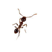 Big-Headed Ant