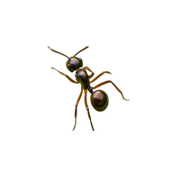 Black Garden Ant
