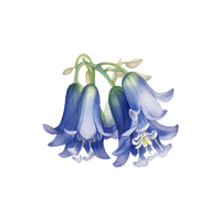 Bluebell | Types of Flowers with Names