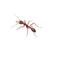 Bulldog Ant | Different Types of Ants and their Names