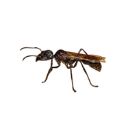 Bullet Ant | Different Types of Ants and their Names