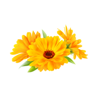 Calendula