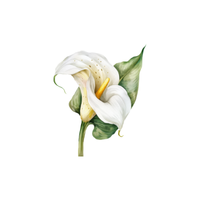 Calla Lily | Types of Flowers with Names