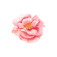 Camellia | Types of Flowers with Names