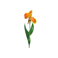 Canna | Types of Flowers with Names
