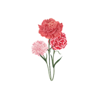 Carnation | Types of Flowers with Names