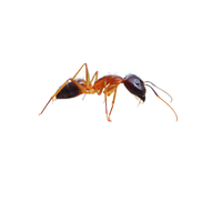 Carpenter Ant | Different Types of Ants and their Names