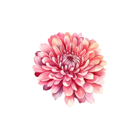 Chrysanthemum