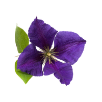 Clematis
